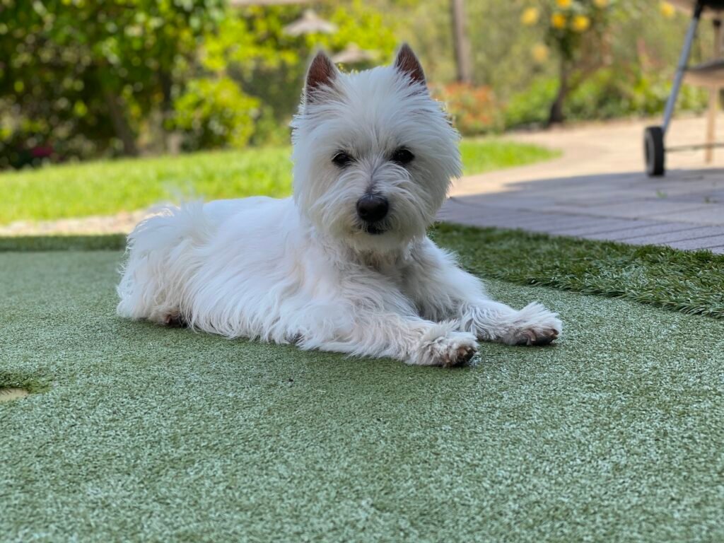 A Westie dog lays on the artificial turf outside in the yard